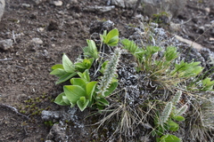 Salix arctica