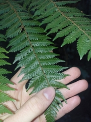 Cyathea smithii