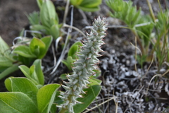 Salix arctica