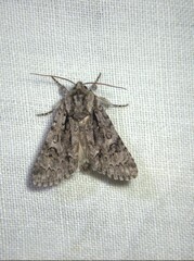 Acronicta euphorbiae