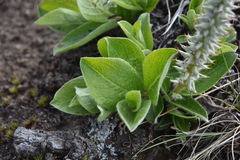 Salix arctica
