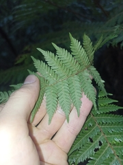 Cyathea smithii