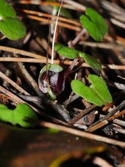 Corybas trilobus aggregate