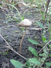 Pennatae