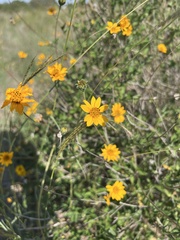 Wedelia hispida