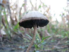 Pennatae
