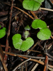 Corybas trilobus aggregate