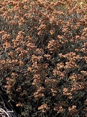 Oligogonum