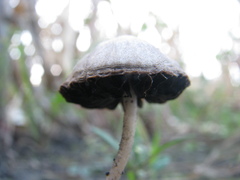 Pennatae
