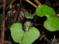 Corybas trilobus aggregate