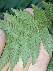 Cyathea smithii