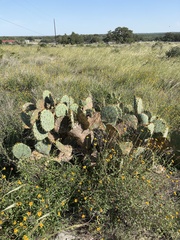 Opuntia lindheimeri