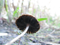 Pennatae