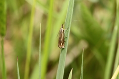 Crambus lathoniellus