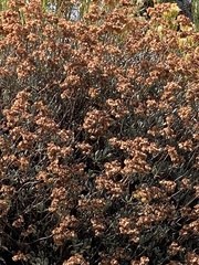 Oligogonum
