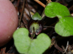 Corybas trilobus aggregate