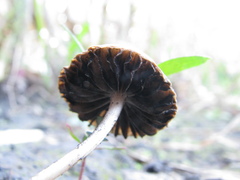 Pennatae