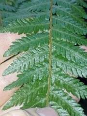 Cyathea smithii