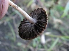 Pennatae