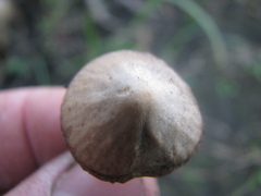 Pennatae