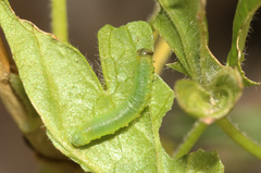Pristiphora appendiculata