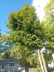 Sapindaceae