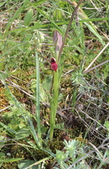 Serapias cordigera