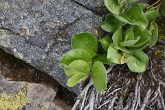 Salix arctica