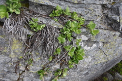 Salix arctica