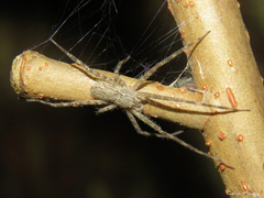 Paradossenus longipes