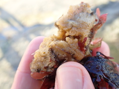 Halichondria panicea