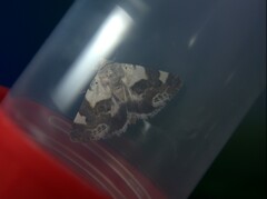 Acontia lucida