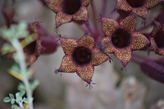 Ceropegia petraea
