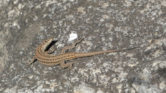 Podarcis guadarramae