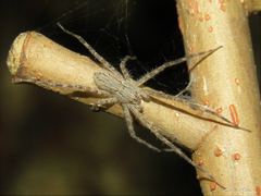 Paradossenus longipes