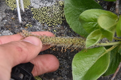 Salix arctica