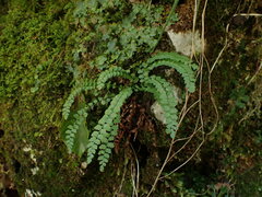 Asplenium viride