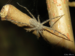 Paradossenus longipes