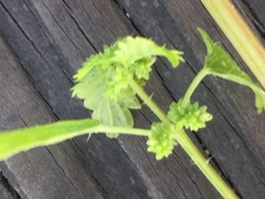 Urtica membranacea