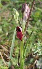 Serapias cordigera