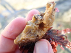 Halichondria panicea