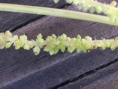 Urtica membranacea