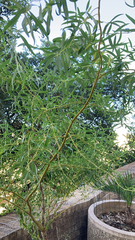 Salix babylonica tortuosa
