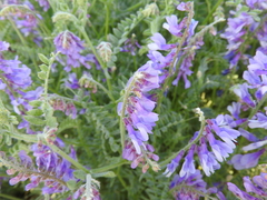 Vicia sibthorpii