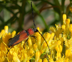Crossidius coralinus