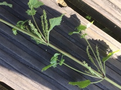 Urtica membranacea