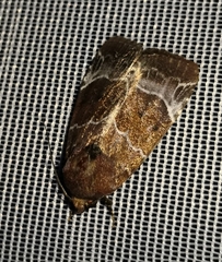 Hampsonodes mastoides