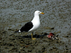 Larus dominicanus dominicanus
