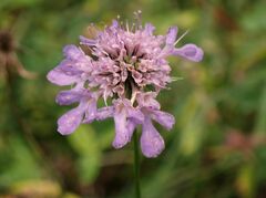 Scabiosa lucida