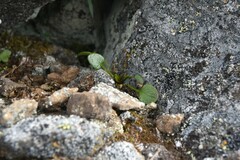 Cardamine bellidifolia